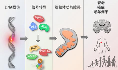 首个经科学验证NAD+ 前体NMN衰老抑制剂瑞维拓问世，长寿时代指